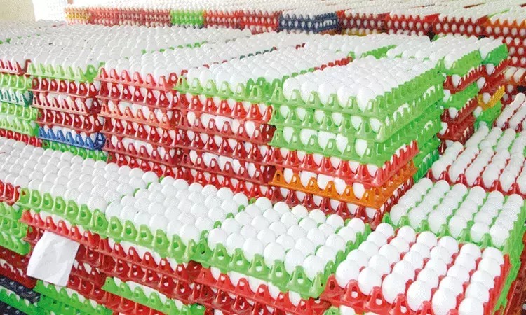 நாமக்கல்லில் முட்டை விலை சரிவு: 3 நாட்களில் 40 காசுகள் குறைப்பு - பண்ணையாளர்கள் கவலை!