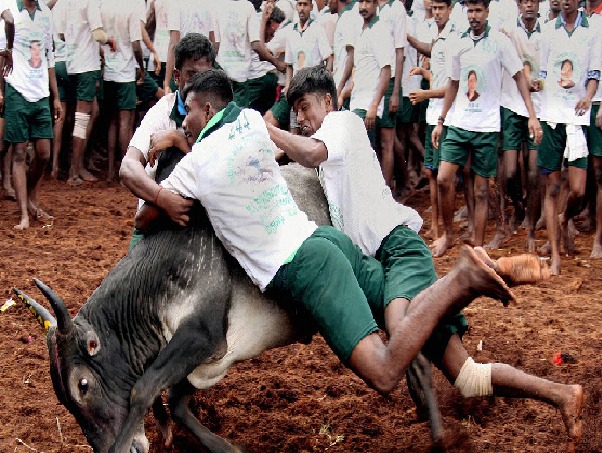 அவனியாபுரம் ஜல்லிக்கட்டு: சீறிப்பாயும் காளைகள், 2,200 போலீசார் பாதுகாப்பு!