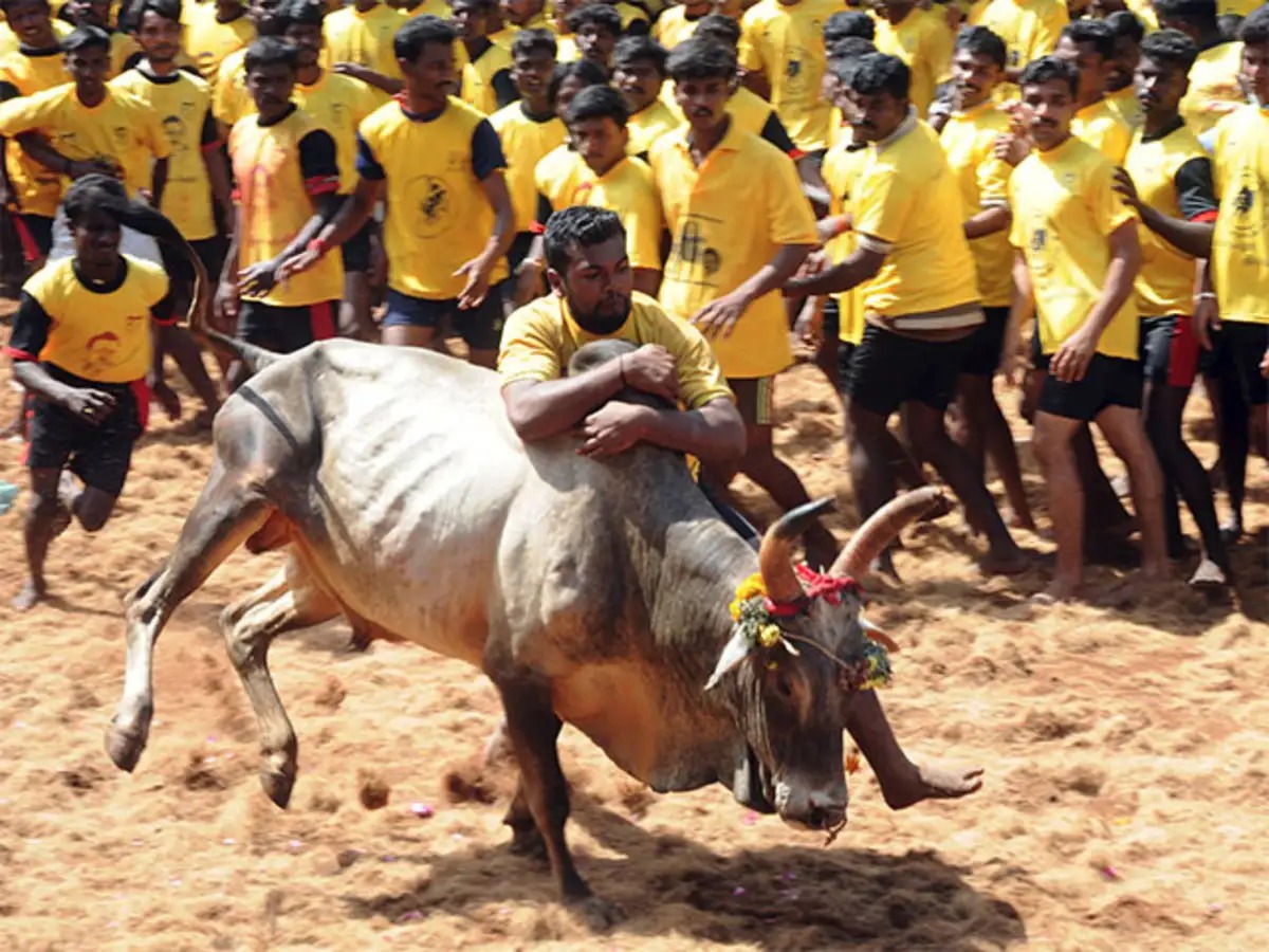 சீறிப்பாயும் காளைகள்.. திரண்ட வீரர்கள்: திருச்சி பெரிய சூரியூரில் ஜல்லிக்கட்டு திருவிழா ஆரம்பம்!