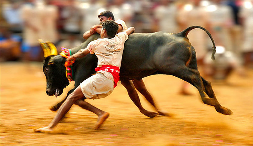 சீறிப்பாயும் காளைகள்; அடக்கத் துடிக்கும் வீரர்கள்: அலங்காநல்லூரில் ஜல்லிக்கட்டு உற்சாகம்!